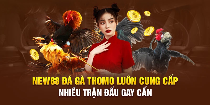 Đá gà Thomo cú đá của các chiến kê có uy lực hớn