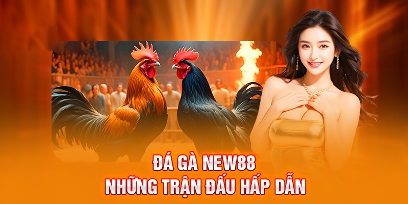 Siêu phẩm Đá Gà với hàng trăm cuộc đấu mãn nhãn